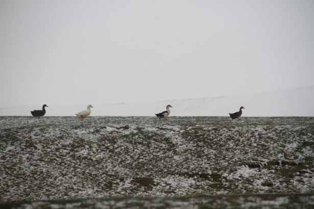 Türkiye'den kar manzaraları 50