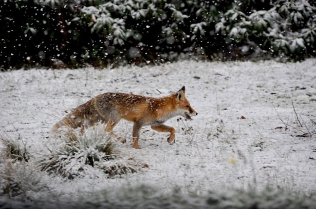 Türkiye'den kar manzaraları 65