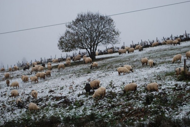 Türkiye'den kar manzaraları 88