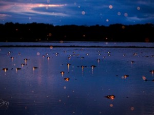 Onları daha önce böyle görmediniz!