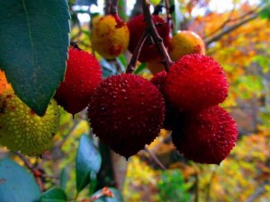 Kazdağları'nda muhteşem kareler