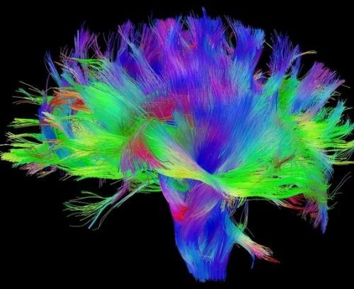 İşte insan beyninin en ayrıntılı görüntüleri 10