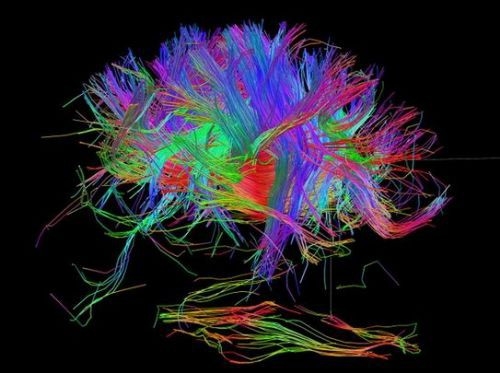 İşte insan beyninin en ayrıntılı görüntüleri 2