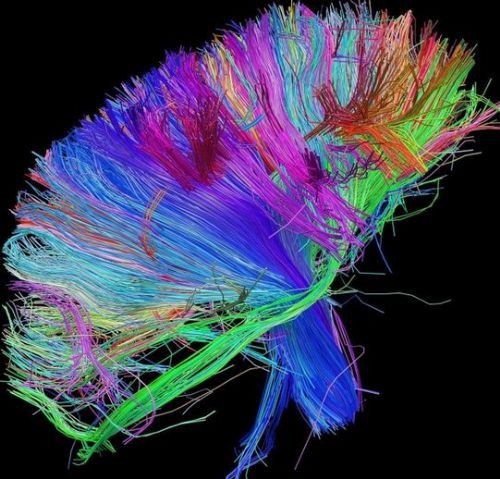 İşte insan beyninin en ayrıntılı görüntüleri 4