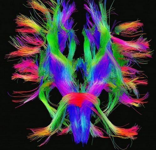 İşte insan beyninin en ayrıntılı görüntüleri 5