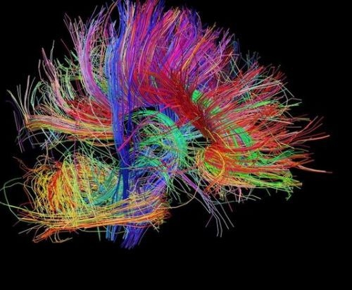 İşte insan beyninin en ayrıntılı görüntüleri 6