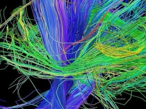 İşte insan beyninin en ayrıntılı görüntüleri