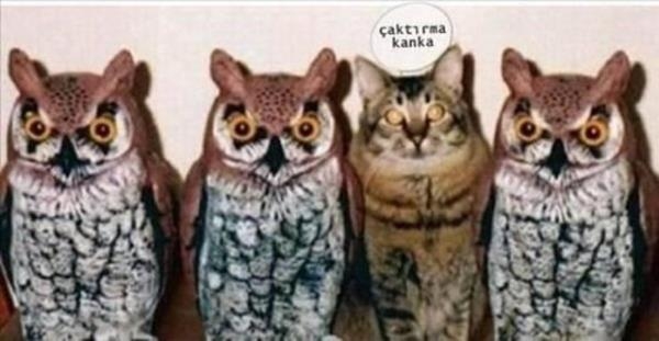 Gülmekten ağlayacaksınız 16