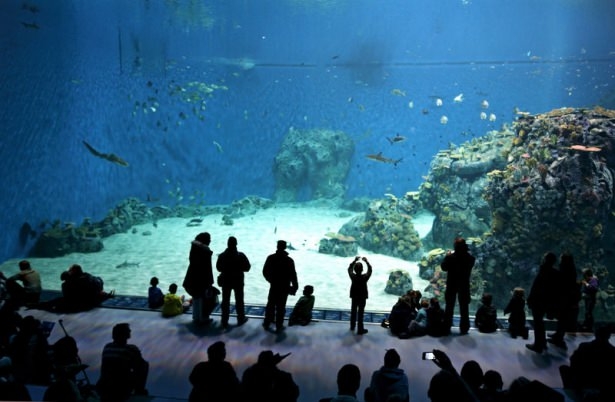 İnanılmaz akvaryum 'Mavi dünya' 14