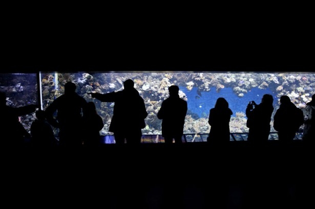 İnanılmaz akvaryum 'Mavi dünya' 18