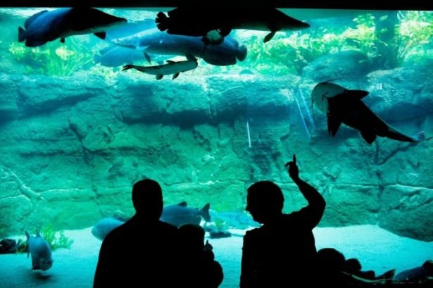 İnanılmaz akvaryum 'Mavi dünya' 5