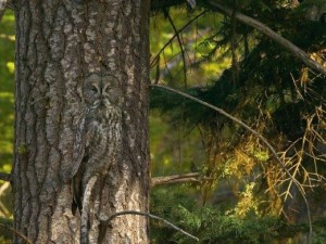 Onlar doğanın kamuflaj ustaları