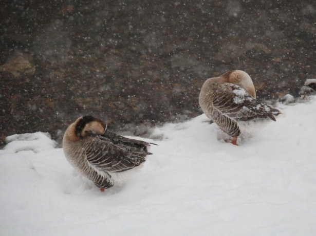 Yurttan kış manzaraları 21