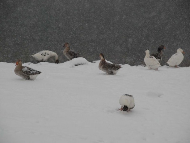 Yurttan kış manzaraları 23