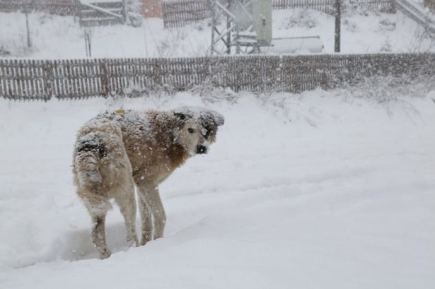 Yurttan kış manzaraları 88