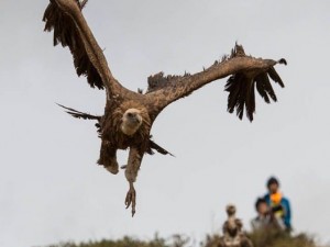 Ölülerini akbabalara yediriyorlar