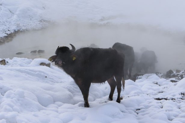 Dondurucu soğukta kaplıca keyfi 16