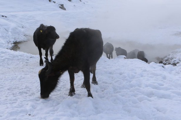 Dondurucu soğukta kaplıca keyfi 18