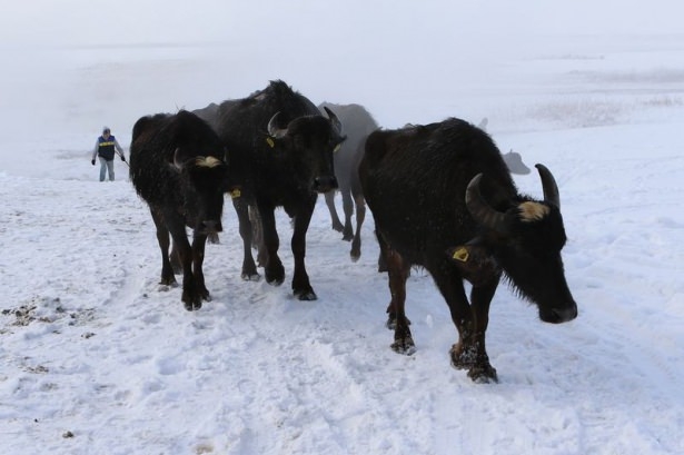 Dondurucu soğukta kaplıca keyfi 19