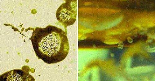 Dünya ile ilgili bilmediğiniz 50 gerçek 16