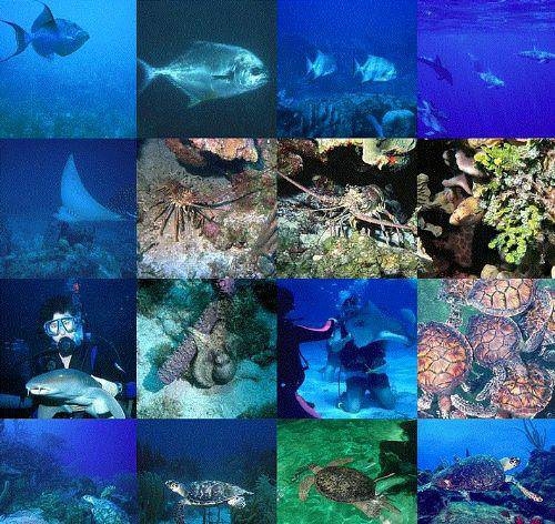 Dünya ile ilgili bilmediğiniz 50 gerçek 33