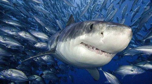 Dünya ile ilgili bilmediğiniz 50 gerçek 34