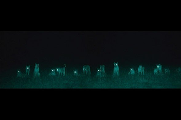 Gecelerin avcıları 'Aslanlar' 16