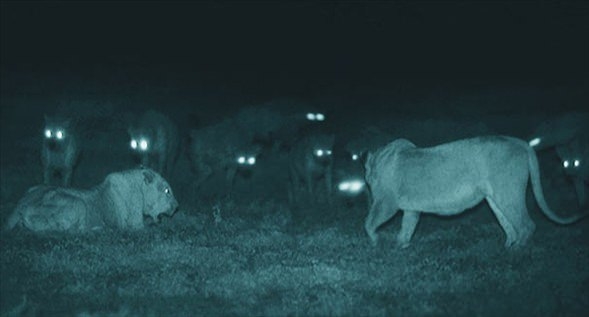 Gecelerin avcıları 'Aslanlar' 9