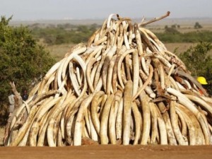 Kilosu 3 bin dolardı, 15 ton yaktılar!