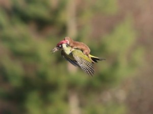 Vahşi doğanın en ilginç anları