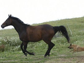 At itten dişli çıkınca