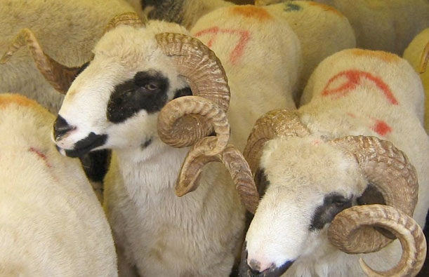 2014'te kaç gün tatil yapacağız? 7