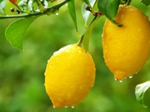 Limonlu su içmeniz için 10 neden