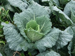 En faydalı 10 mucize yeşillik