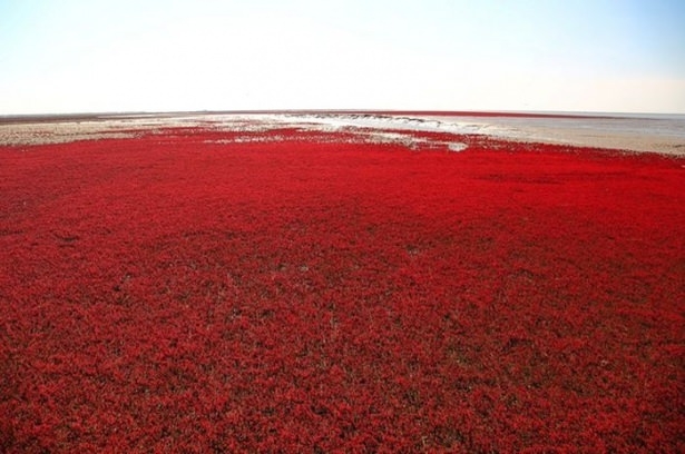 Dünyanın en sıradışı plajları 12