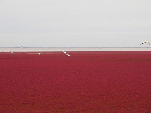 Dünyanın en sıradışı plajları 15