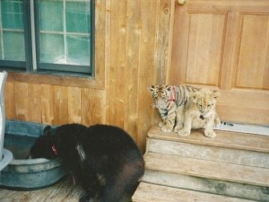 Dostlukları şaşırtıyor