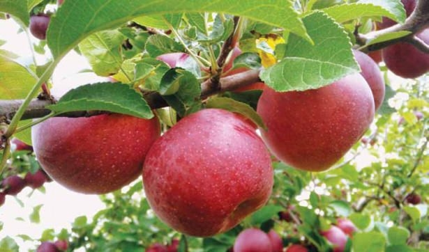 Ömrü uzatan 22 altın öneri 22