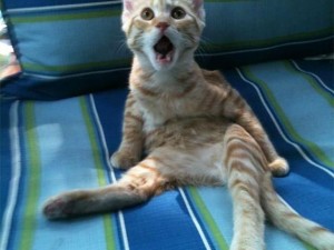 Hayvanların en komik şaşkın halleri