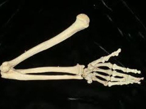 İnsan vücudunun mucizeleri 10