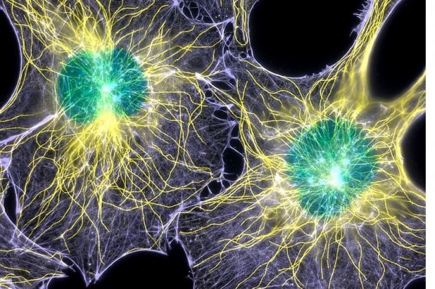 İnsan vücudunun mucizeleri 29