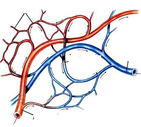 İnsan vücudunun mucizeleri 3