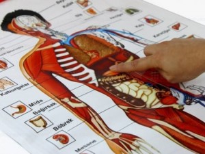 İnsan vücudunun mucizeleri