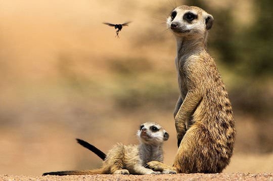 Hayvanların şaşırtan becerileri 10