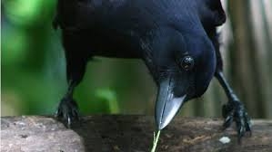 Hayvanların şaşırtan becerileri 11