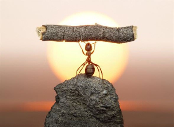 Hayvanların şaşırtan becerileri 12