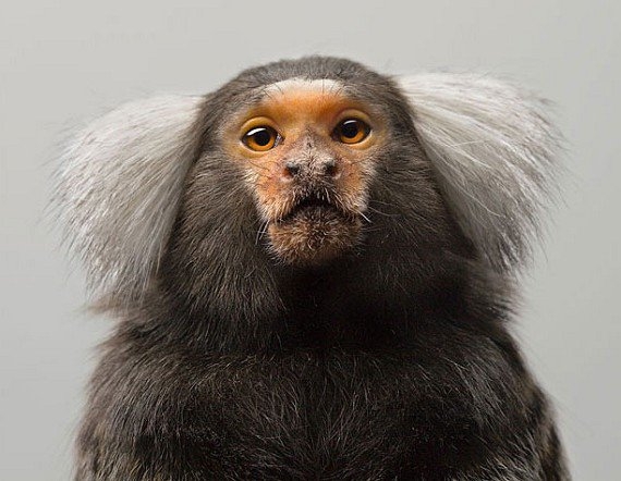 Hayvanların şaşırtan becerileri 3