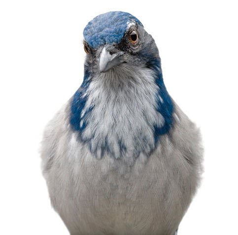 Hayvanların şaşırtan becerileri 5