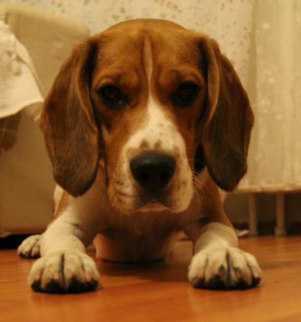 Hayvanların şaşırtan becerileri 6