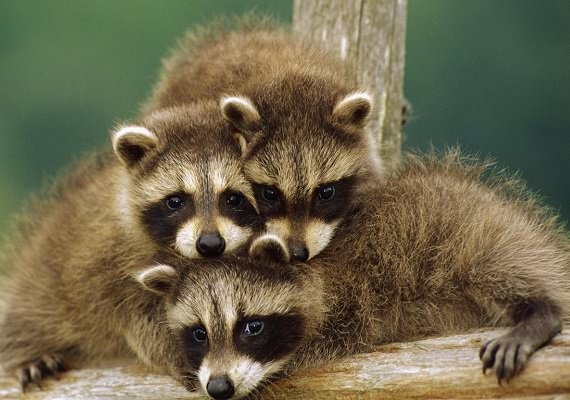 Hayvanların şaşırtan becerileri 7